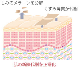 肌の新陳代謝を正常化