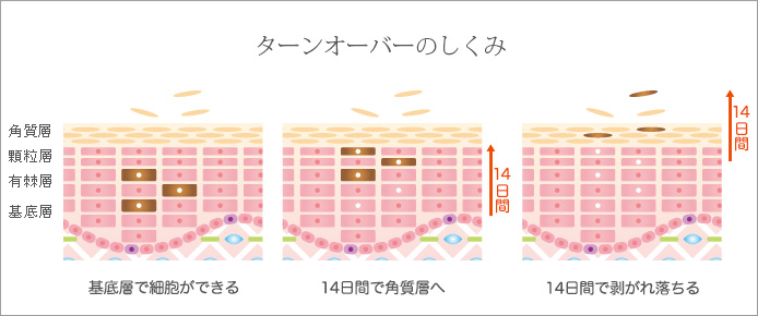 ターンオーバーのしくみ