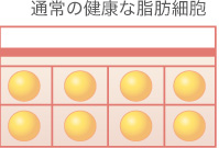 通常の健康な脂肪細胞