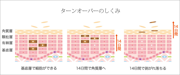 ターンオーバーのしくみ