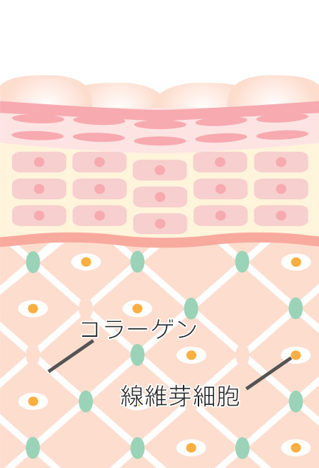 コラーゲン 線維芽細胞